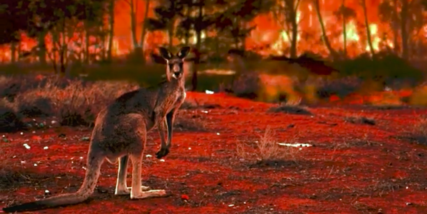 Kangaroo in wildfire - Image capture from H2020 Insurance film